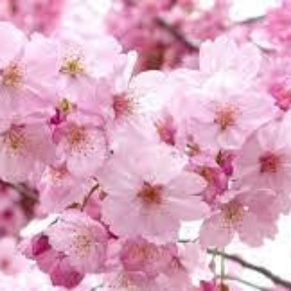 Meet your Posher, Lainey - Picture 6 of 16